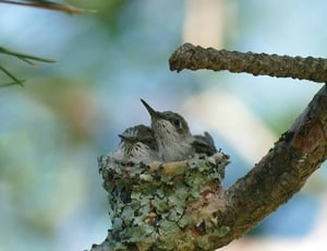 Baby Hummingbirds