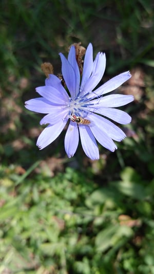 Chicory