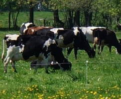 Cows crop