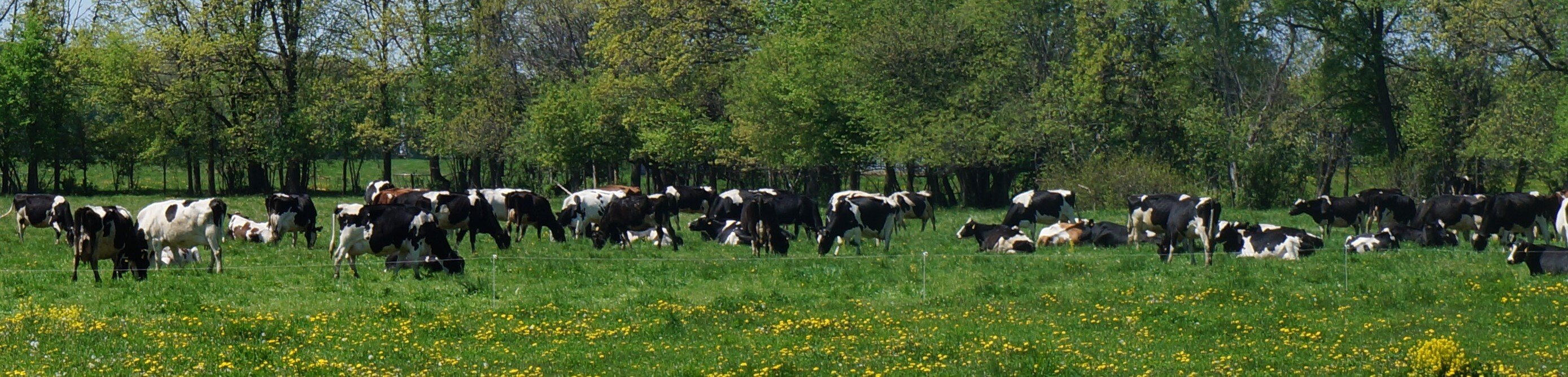 Image of cows in a pasture grazing