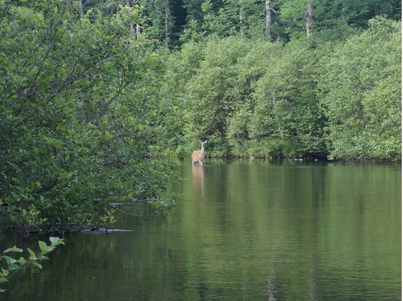 Deer in River