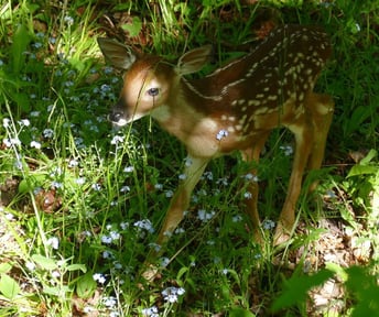 Fawn