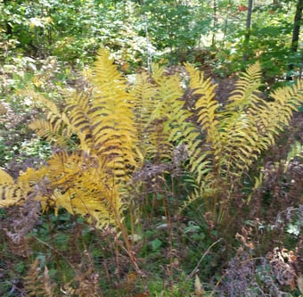 Ferns in FallSquare