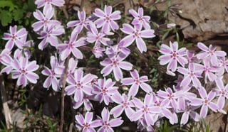 Flowers 019 Crop.jpg