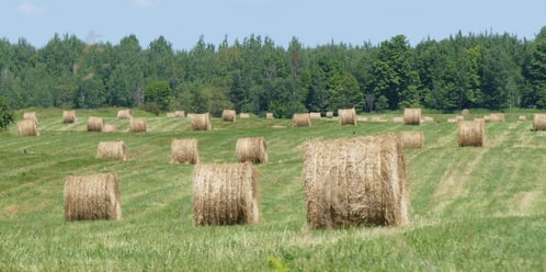 Hay balesCrop