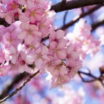 Cherry Blossom Tree Close-Up