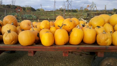 Pumpkins 030