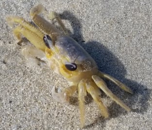 Sand Crab Beach