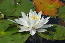 Waterlilly