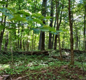 Woods Early FallSquare