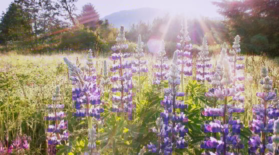 fall-wildflowers-lupine-getty-166258781-0718-900x500